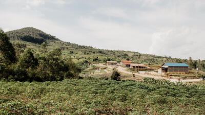 Rwanda coffee fields