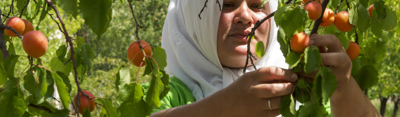 Woman in white headscarf holds apricot on the tree