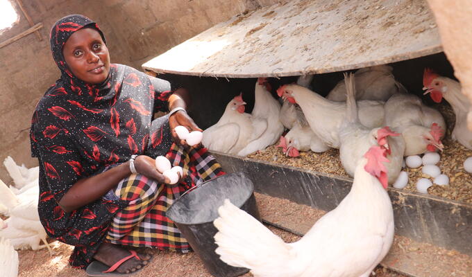 Gambian woman collects eggs from hens