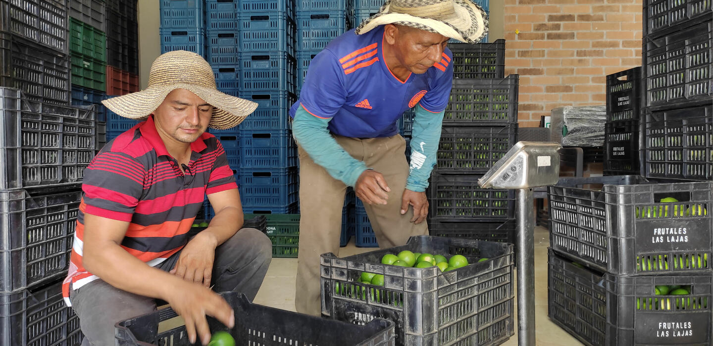 Varios beneficiarios del programa seleccionan y recolectan limas Tahití para venderlas en Leiva, Nariño.