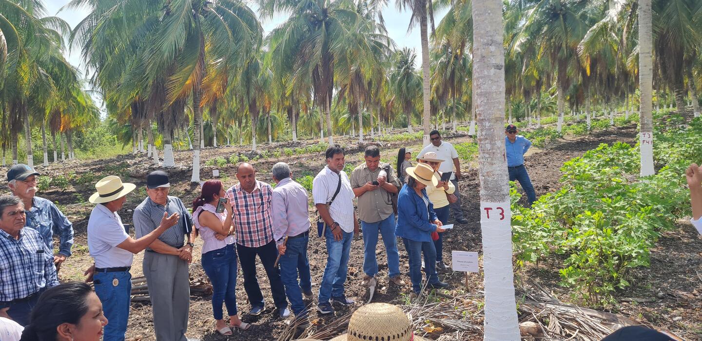 Group visiting a coconut experimental farm