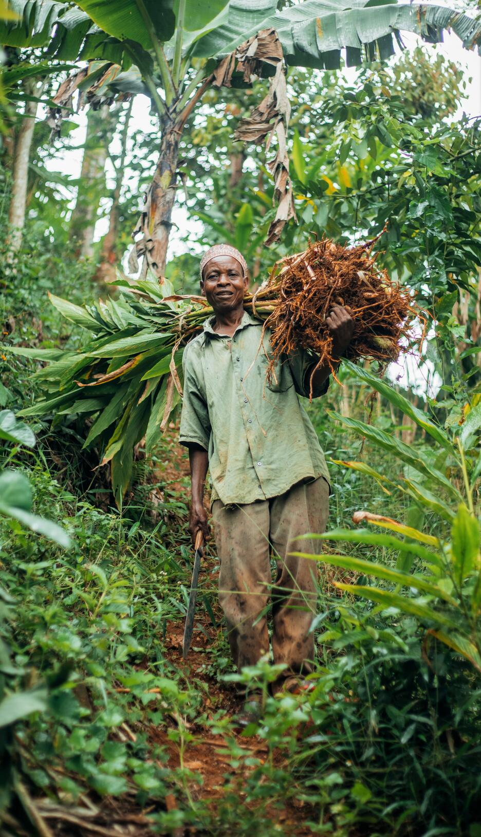Tanzania - Man carrying cardamom plants to replant