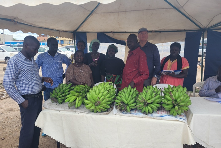 Green bunches of bananas on table at trade fair in South Sudan