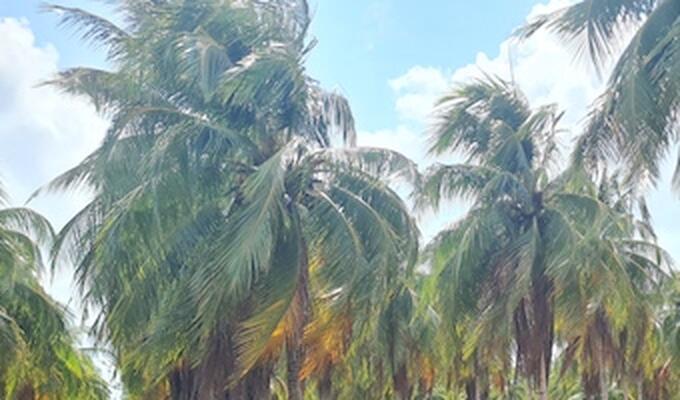 Coconut trees at Mexican experimental farm